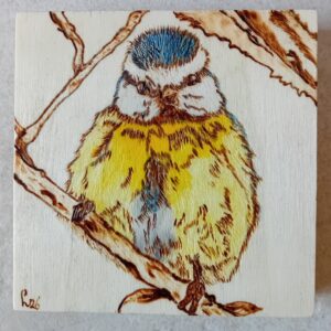 Blue tit
